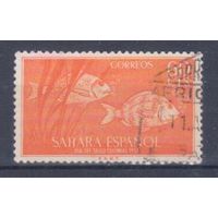 [602] Испанская Сахара 1953. Фауна.Рыбы. Концовка серии.Гашеная марка.