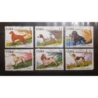 Куба. 1976 год. Фауна. Собаки (775)