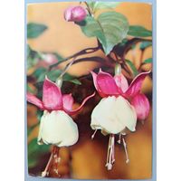 Фуксия. Открытка,1983