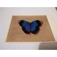 Открытка 1976г. Художник Ф. П. Толстой. Бабочка.