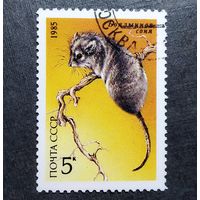 Марка СССР 1985 год Животные Красной книги