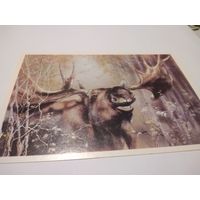 Открытка 1989г. Чистая. Лось. Художник А. Исаков.