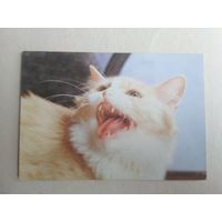 Карманный календарик.Кошки.1995 год