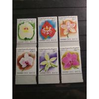 Сахара 1996 г. Цветы.