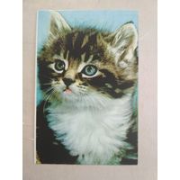 Карманный календарик. Кошки . 1996 год