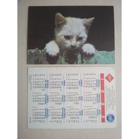 Карманный календарик.Кошки.1995 год