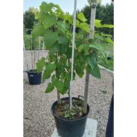 Катальпа - 3-х летние саженцы, в горшках 70, 80, 90 литров.