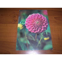 Цветы Георгина 1982 год чистая