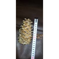 Шишка кедровая натуральная