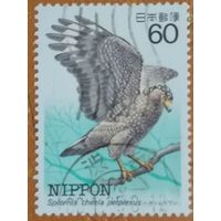 Япония. Фауна. Птицы. Spilornis cheela perplexus