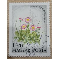 Венгрия 1973. Флора. Цветы. Bellis Perennis. Марка из серии