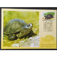 Беларусь 2003 КМ черепаха .