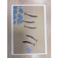 О-10. ПОДПИСАННАЯ ОТКРЫТКА. ЯПОНИЯ. Рыбы.