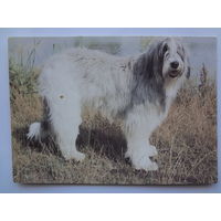 Календарик 1993 г.  Южно-русская овчарка. (80).