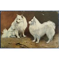 Шпицы. Германия. Латвийская почта. 1920-е гг.