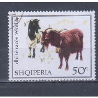 [750] Албания 1968. Фауна.Домашние животные.Коза.50 к. Гашеная марка.