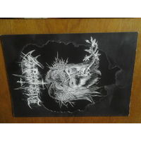 Black Madness 'zine (журнал)