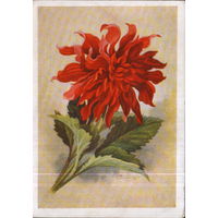 Чистая открытка 1959 г. "Георгин" худ. И. Романов