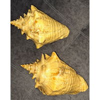 Ракушка большая, привезена с Кубы с Мексиканского залива (Атлантический океан)