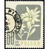 Цветы Польша 1957 год 1 марка
