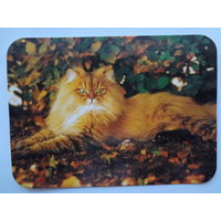 Календарик 2000 г. Важный кот.