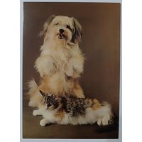 Друзья. Кот и собака. Открытка,1990г.