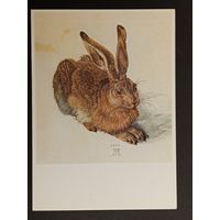 Заяц Дюрер