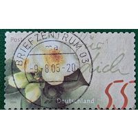 Германия 2004. Камелия юаньская