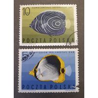 Польша. 1967 год. Фауна. Рыбы. 2 марки