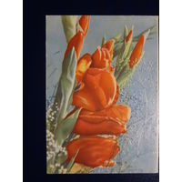 Гладиолусы. 1965 г.  Минск.  подписанная.