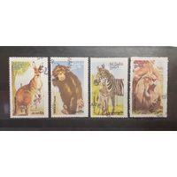 Оман. Фауна (674)