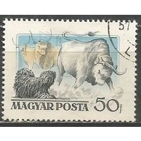 Венгрия. Венгерские собаки. Пудель. 1956г. Mi#1461.
