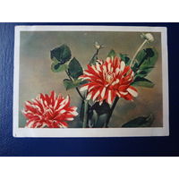Георгины.  1963 г.