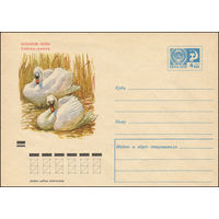 Художественный маркированный конверт СССР N 7437 (29.01.1971) Аскания-Нова  Лебедь-шипун