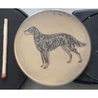 Шотландский сеттер. Бв-62