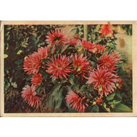 Подписанная открытка 1967г. "Георгины" фото Г. Костенко