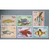 Куба рыбы 6шт.