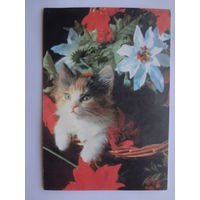 Календарик 1997 г. Котенок в корзинке.