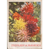 Подписанная открытка 1967г. "Георгины" фото В. Поляков