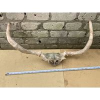 Рога лося и немного черепа(убийцы)