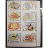 Аджман. 1972 год. Фауна. Рыбы. Сцепка 8 марок (80)