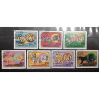 Монголия. 1979 год. Фауна. Дикие кошки (592)