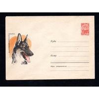 Художественный маркированный конверт СССР N 3662 (22.03.1965) Восточноевропейская овчарка