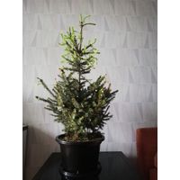 Ель сербская в кадке 120 см