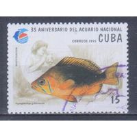 [1565] Куба 1995. Фауна.Рыбы. Гашеная марка. 1