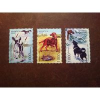 Беларусь 2010 г.Охотничьи собаки./п/