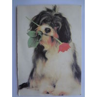 Календарик 1997 г. Собака с розой.