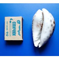 Ракушка морская /Чёрное море/