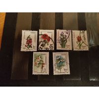 Турция флора цветы (3-13)