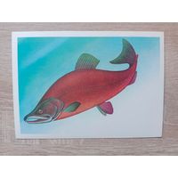 Левиновский 1983 чистая